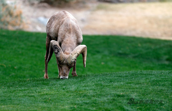 关于辽阔草原夺羊比赛,传统竞技里的速度争锋的信息 关于辽阔草原夺羊比赛,传统竞技里的速度争锋的信息