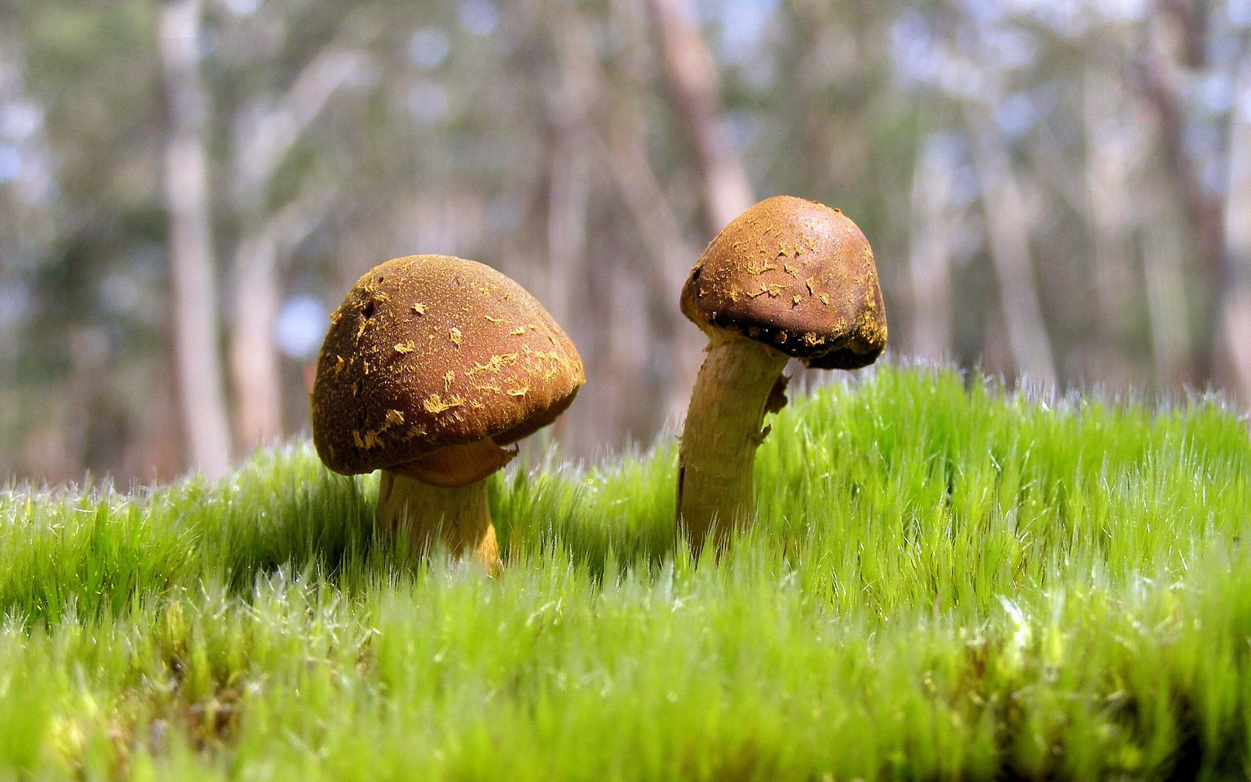 强队在最后关头实现了一场令人惊叹的逆转，强队在最后关头实现了一场令人惊叹的逆转英语