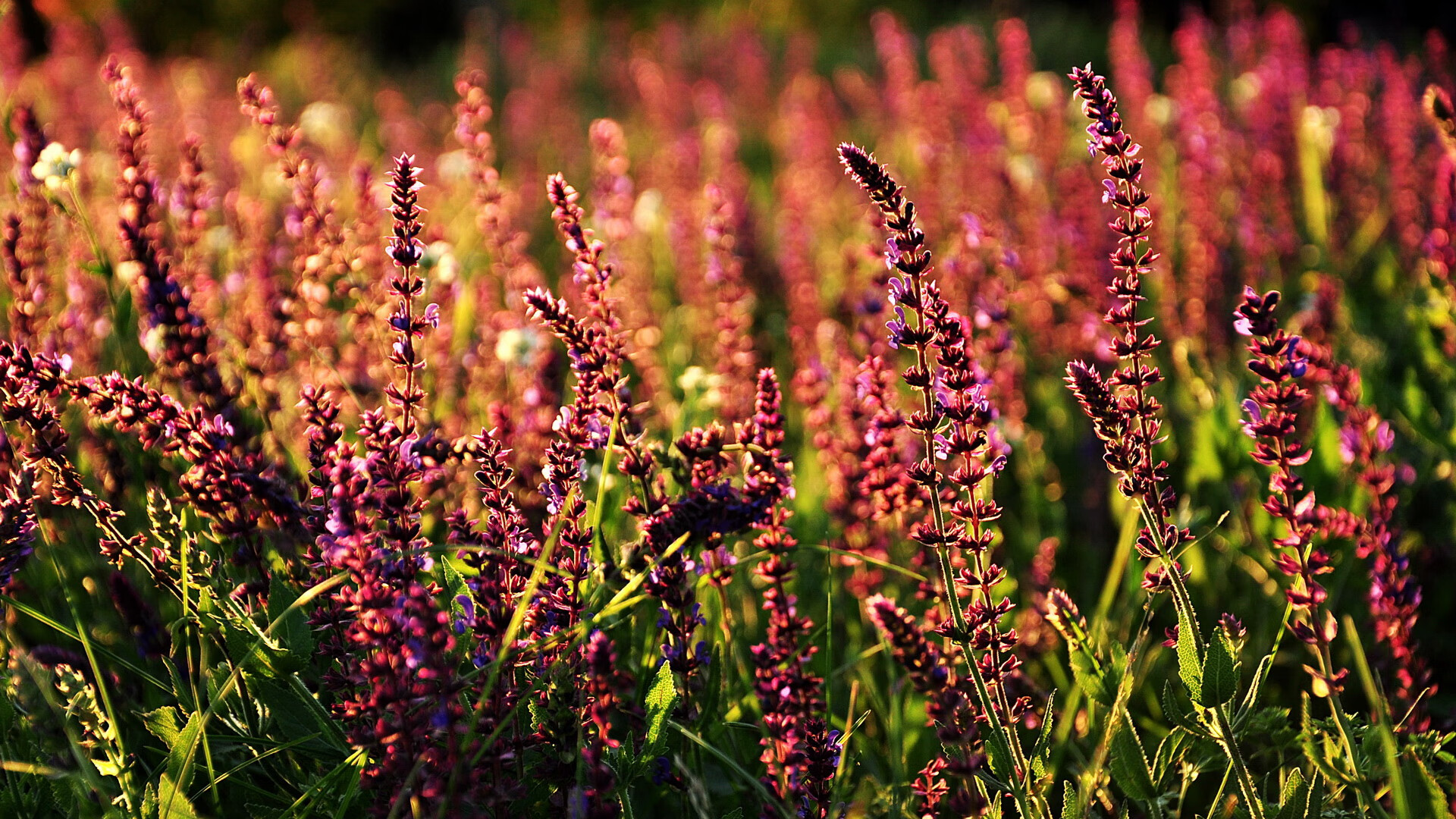 乐鱼体育线上入口-世俱杯“淘汰赛激战”：黑马突围，谁能冲击冠军宝座？