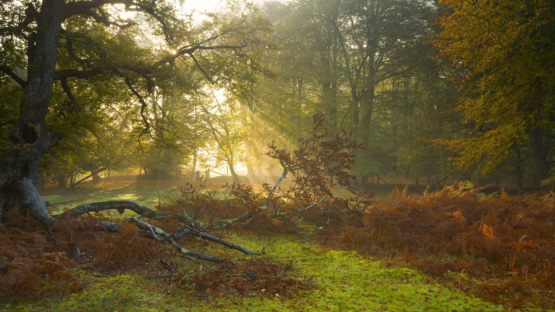 杨瀚森完成职业生涯首个三双创造历史时刻，杨瀚宇是谁