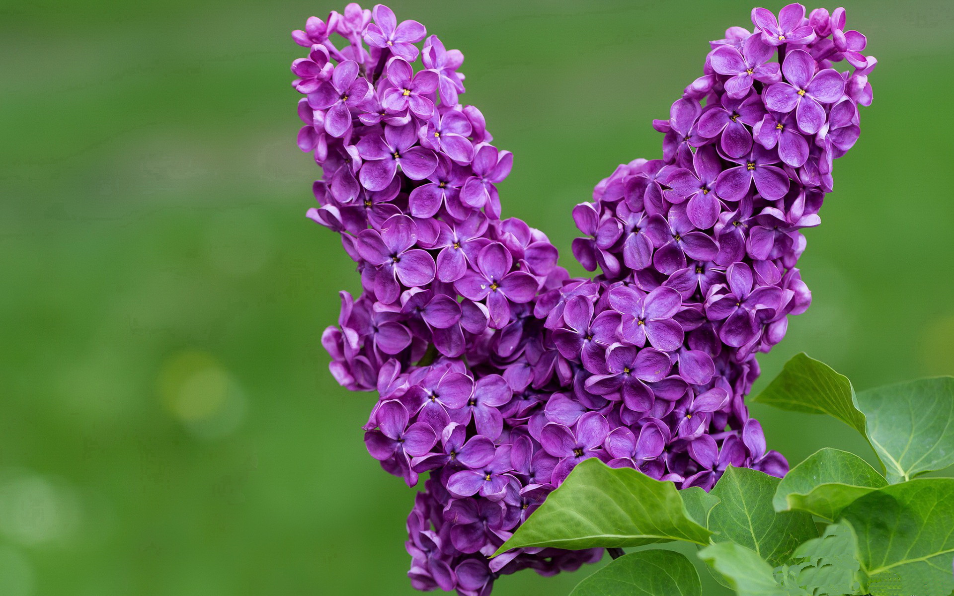 手机客户端下载-混合泳接力战术精密 中澳斗智斗勇，混合泳接力比赛的出发顺序