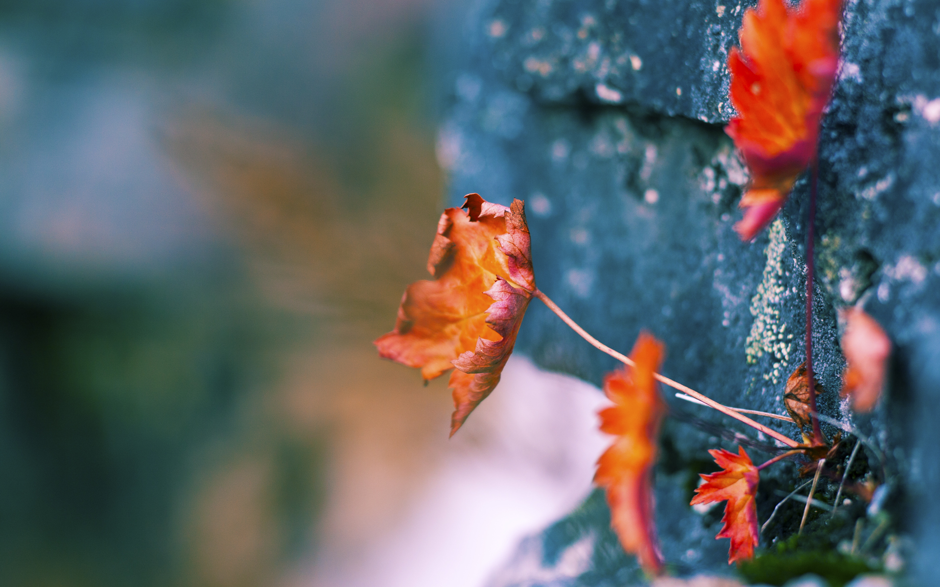 手机客户端下载-职业教练赴海外深造学习前沿训练理念带回创新方法