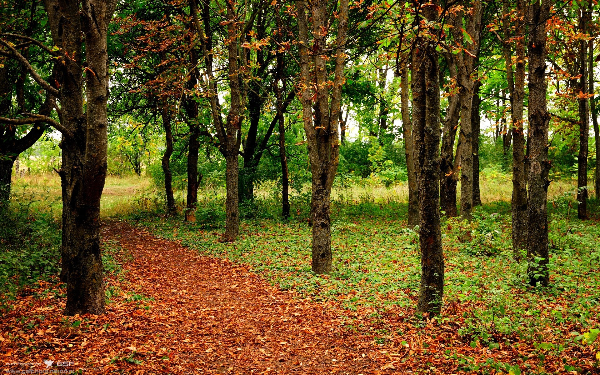 高尔领衔袋鼠队进攻,突破成为球队新亮点,袋鼠冠军
